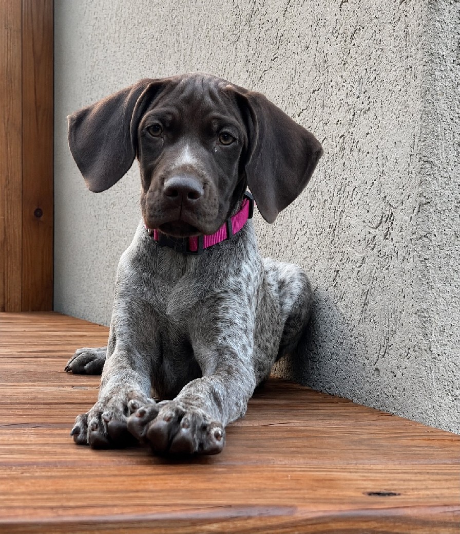GRETTA X GUS - PHOEBE - PINK COLLAR