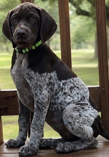 GRETTA X GUS -GRETTA - GREEN COLLAR
